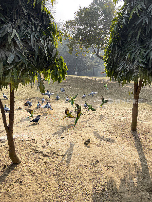 印度棕榈松鼠在地面上觅食，周围是一群绿色的印度环颈长尾鹦鹉(Psittacula krameri)，一群野鸽(Columba livia domestica)，家乌鸦(Corvus splendens)，飞行中的鸟类，前景为焦点